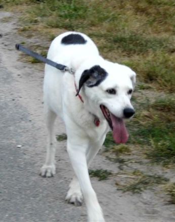 Milka