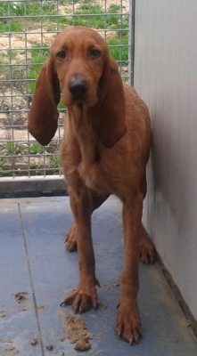 Pietro