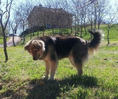 Polly