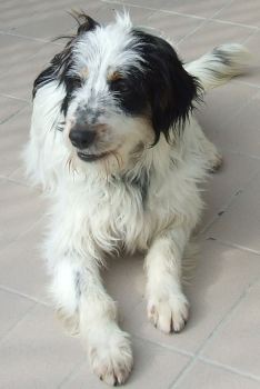 Romeo