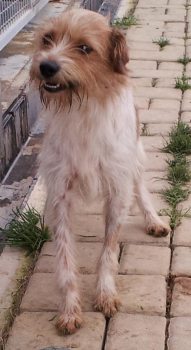 Ruffino