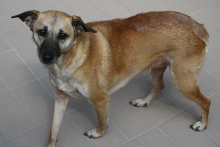 Sissi
