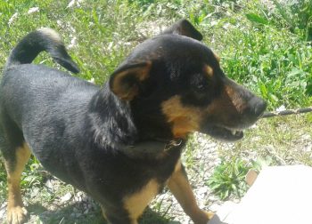 Tango
