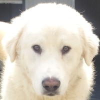 Telemaco