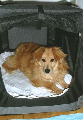 Tiggy