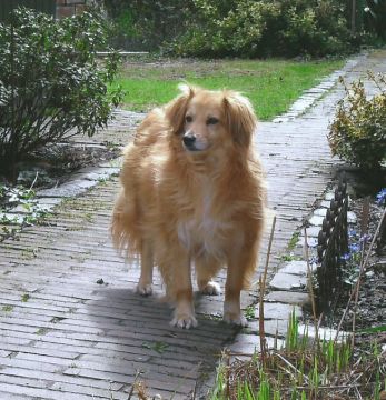 Tiggy
