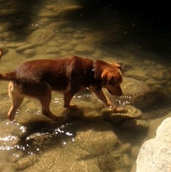 Artù