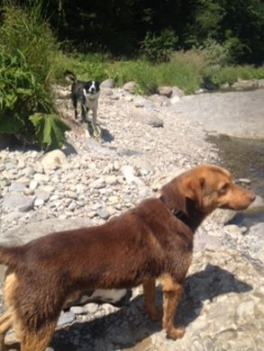 Artù