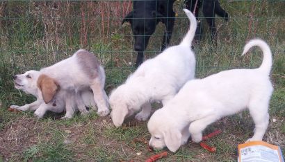 Balbo, Bembo