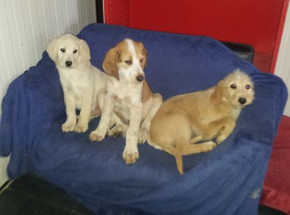 Balbo, Balocco und Bembo