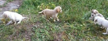 Bembo