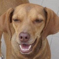 Dori