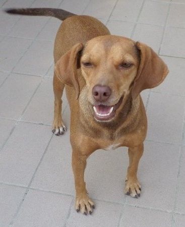 Dori