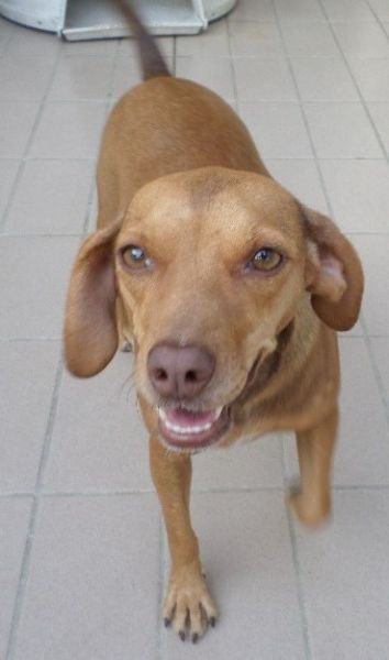 Dori