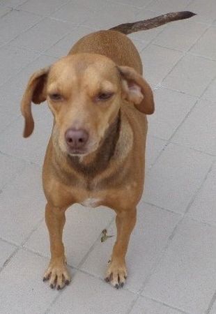 Dori