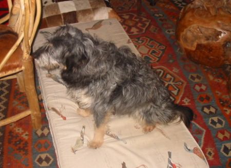Filli