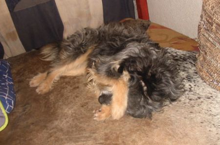 Filli
