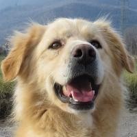 Golia
