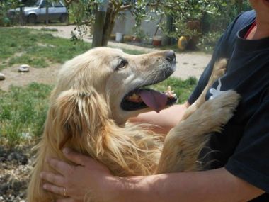 Golia