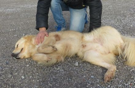 Golia