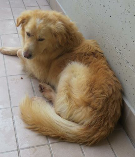 Golia