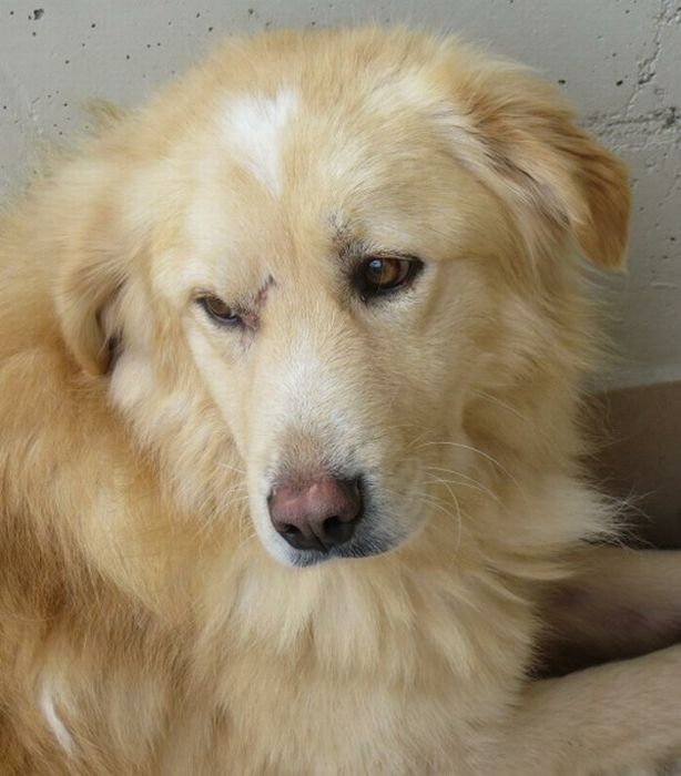 Golia