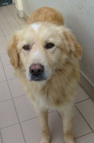 Golia