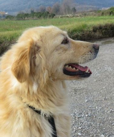 Golia