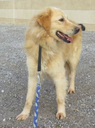 Golia