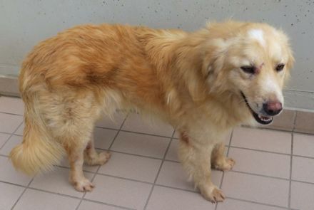 Golia