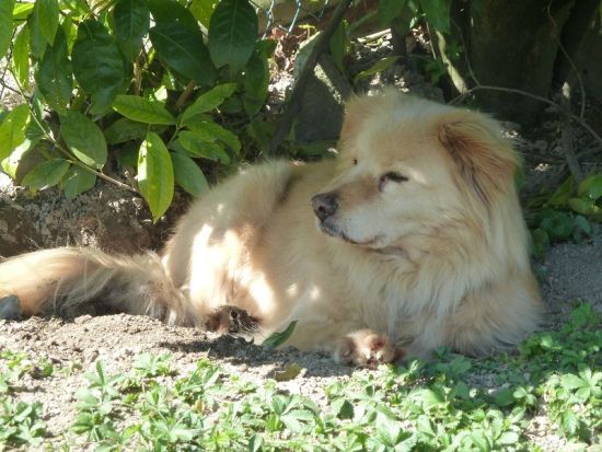 Luca