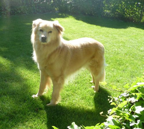 Luca