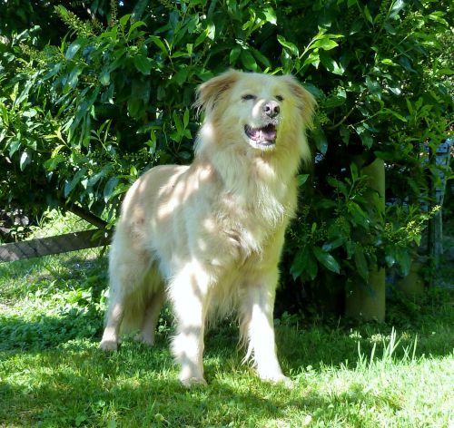 Luca
