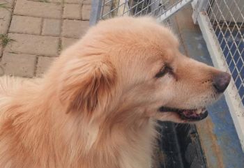 Luca