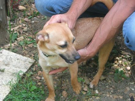 Mausi