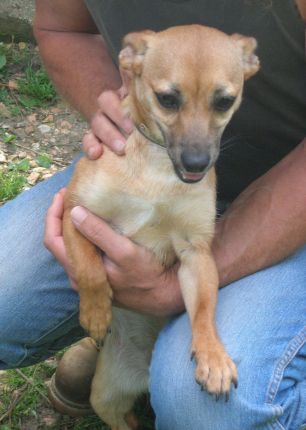 Mausi