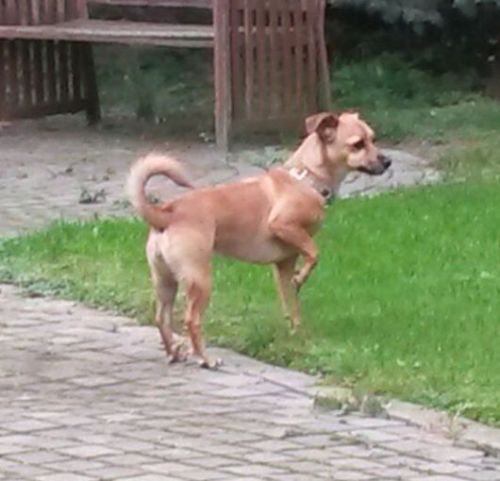 Mausi