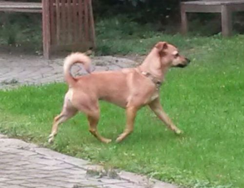Mausi