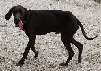 Murphy