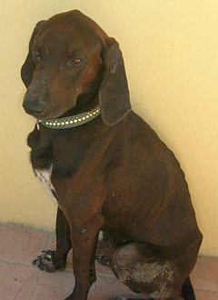 Murphy