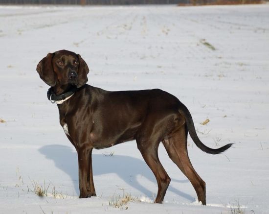 Murphy