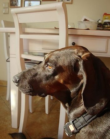 Murphy