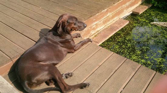 Murphy