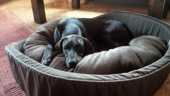 Murphy