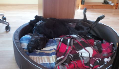 Murphy