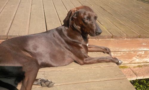 Murphy