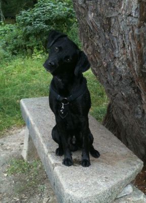 Nelson