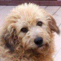 Odino