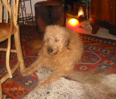 Odino