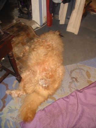 Odino